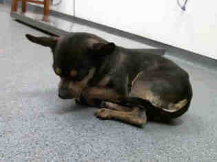 Chiweenie Dogs for adoption in Tulsa, OK, USA