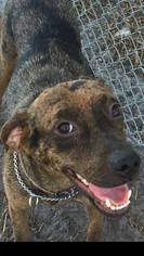 Catahoula Leopard Dog-Unknown Mix Dogs for adoption in Loxahatchee, FL, USA