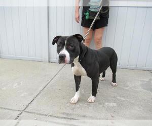 American Pit Bull Terrier-Unknown Mix Dogs for adoption in Louisville, KY, USA