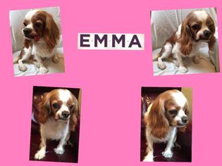 Cavalier King Charles Spaniel Dogs for adoption in plano, TX, USA