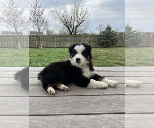 Australian Shepherd-Unknown Mix Dogs for adoption in Columbus, IN, USA