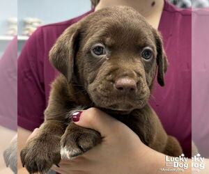 Labrador Retriever-Retriever  Mix Dogs for adoption in Washington, DC, USA