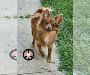Jack-A-Ranian Dogs for adoption in Lebanon, PA, USA