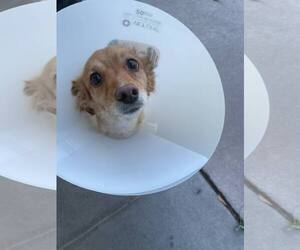 Chihuahua-Unknown Mix Dogs for adoption in Tempe , AZ, USA