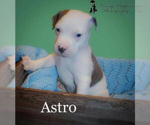 American Pit Bull Terrier Dogs for adoption in Winder, GA, USA