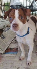 Medium Photo #1 Boston Huahua Puppy For Sale in Woodbridge, VA, USA
