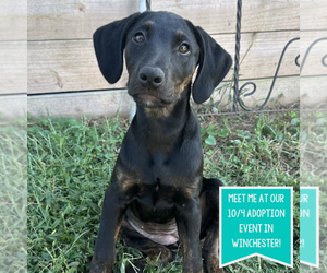 Boxador Dogs for adoption in Boston, MA, USA