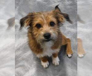 Mutt Dogs for adoption in Thief River Falls, MN, USA