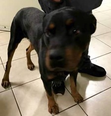 Rottweiler Dogs for adoption in valley center, CA, USA