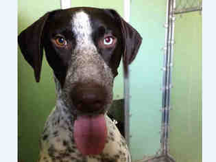 German Shorthaired Pointer Dogs for adoption in Ames, IA, USA