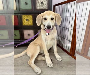 Great Pyrenees-Mastiff Mix Dogs for adoption in Rockaway, NJ, USA