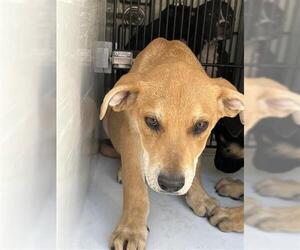 Labrador Retriever-Unknown Mix Dogs for adoption in Houston, TX, USA