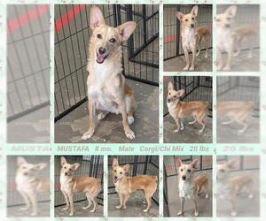 Chi-Corgi Dogs for adoption in Mesa, AZ, USA