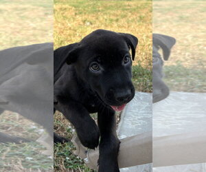 Labrador Retriever-Unknown Mix Dogs for adoption in The Woodlands, TX, USA