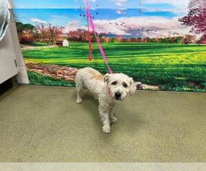 Poodle (Miniature)-Unknown Mix Dogs for adoption in Moreno Valley, CA, USA
