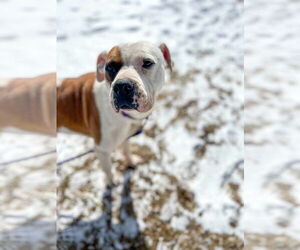 Boxer-Unknown Mix Dogs for adoption in Westwood, NJ, USA
