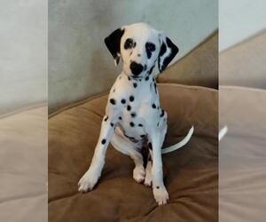 Dalmatian Dogs for adoption in San Diego, CA, USA