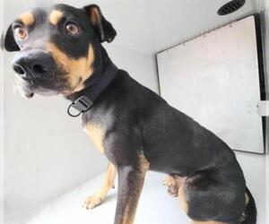 Doberman Pinscher-Staffordshire Bull Terrier Mix Dogs for adoption in Houston, TX, USA