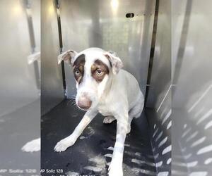 Mutt Dogs for adoption in San Antonio, TX, USA