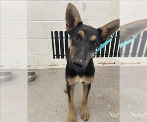 German Shepherd Dog Dogs for adoption in San Bernardino, CA, USA