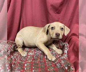 Mutt Dogs for adoption in Modesto, CA, USA