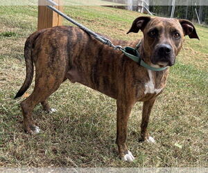 Plott Hound-Unknown Mix Dogs for adoption in Rustburg, VA, USA