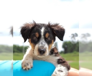 Border-Aussie Dogs for adoption in Longview, TX, USA
