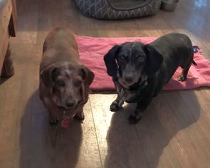 Dachshund Dogs for adoption in Carson City, NV, USA