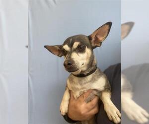 Chihuahua Dogs for adoption in Chula Vista, CA, USA