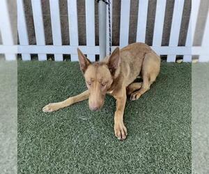 German Shepherd Dog-Unknown Mix Dogs for adoption in Modesto, CA, USA