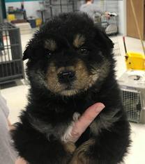 Bordernese Dogs for adoption in Maple Grove, MN, USA