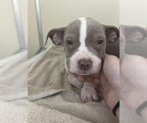 American Pit Bull Terrier-Unknown Mix Dogs for adoption in Louisville, KY, USA