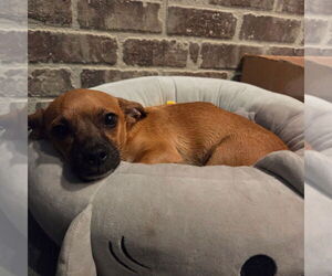 Daug Dogs for adoption in Chico, CA, USA