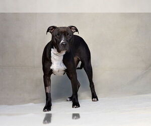 Mutt Dogs for adoption in Jackson, CA, USA