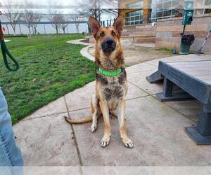 German Shepherd Dog-Unknown Mix Dogs for adoption in Elk Grove, CA, USA