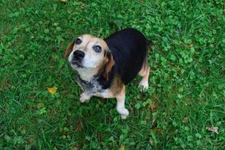 Beagle Dogs for adoption in Liberty, IN, USA