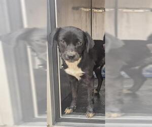 Chihuahua-Unknown Mix Dogs for adoption in San Antonio, TX, USA