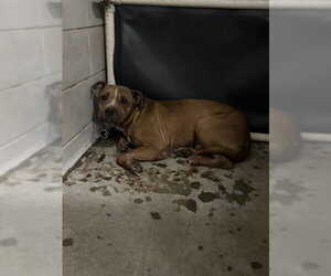 Mutt Dogs for adoption in Stockton, CA, USA