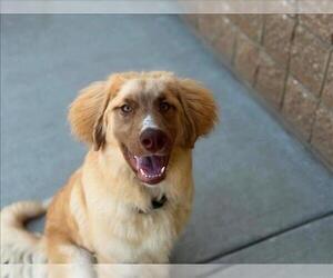 Australian Shepherd-Unknown Mix Dogs for adoption in Tulsa, OK, USA