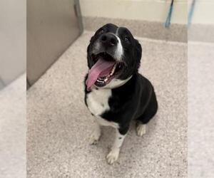 Borador Dogs for adoption in Brighton, CO, USA