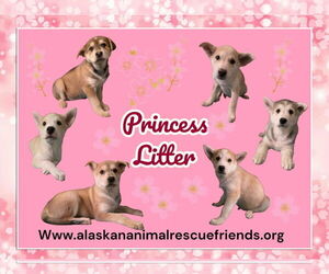 Australian Shepherd-Spaniel Mix Dogs for adoption in Anchorage, AK, USA