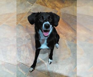 Border Collie Dogs for adoption in Mooresville, NC, USA