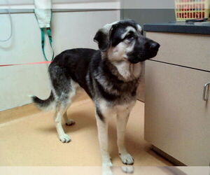 Medium Photo #3 German Shepherd Dog-Unknown Mix Puppy For Sale in Martinez, CA, USA