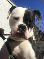 American Bulldog Dogs for adoption in Lancaster, PA, USA