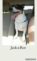 Jack Russell Terrier Dogs for adoption in Middletown, NY, USA