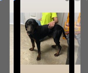 Black and Tan Coonhound Dogs for adoption in Stover, MO, USA