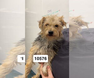 Mutt Dogs for adoption in Chico, CA, USA