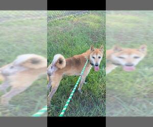 Shiba Inu Dogs for adoption in Fredericksburg, VA, USA