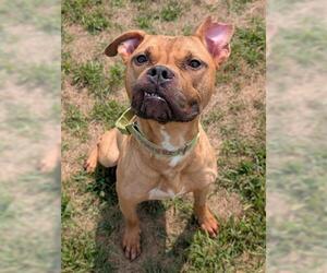 Boxer-Unknown Mix Dogs for adoption in Akron, OH, USA