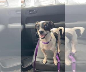 Dachshund Dogs for adoption in Arlington, TX, USA